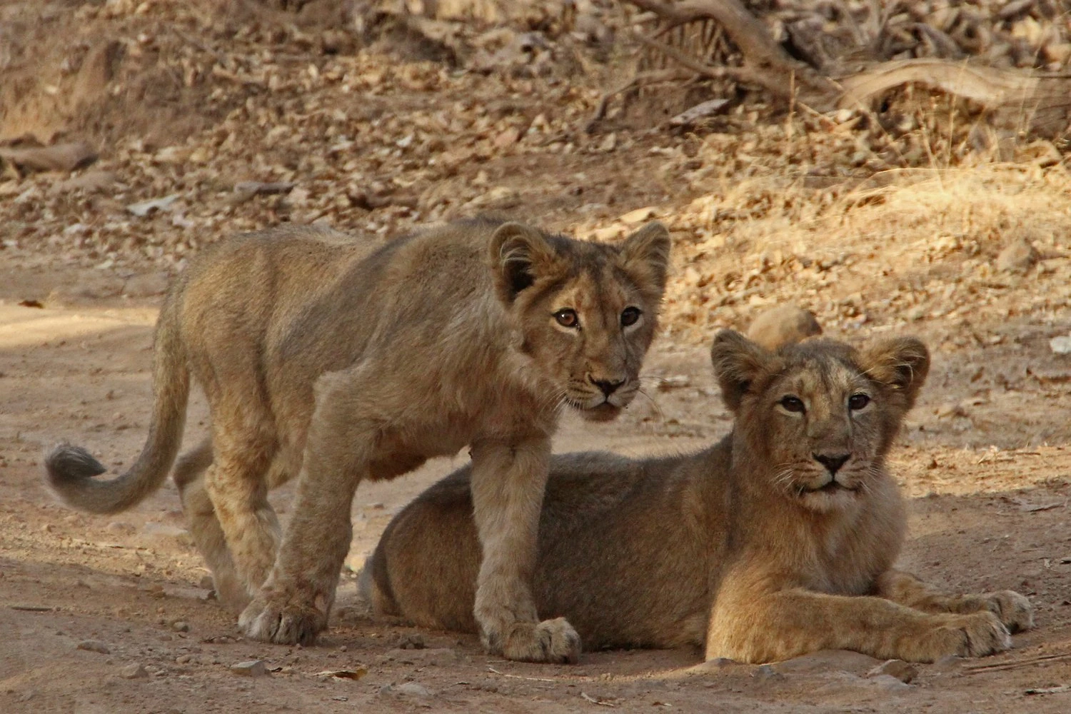 Gir Jungle Trail Safari Booking Gir Jungle Safari