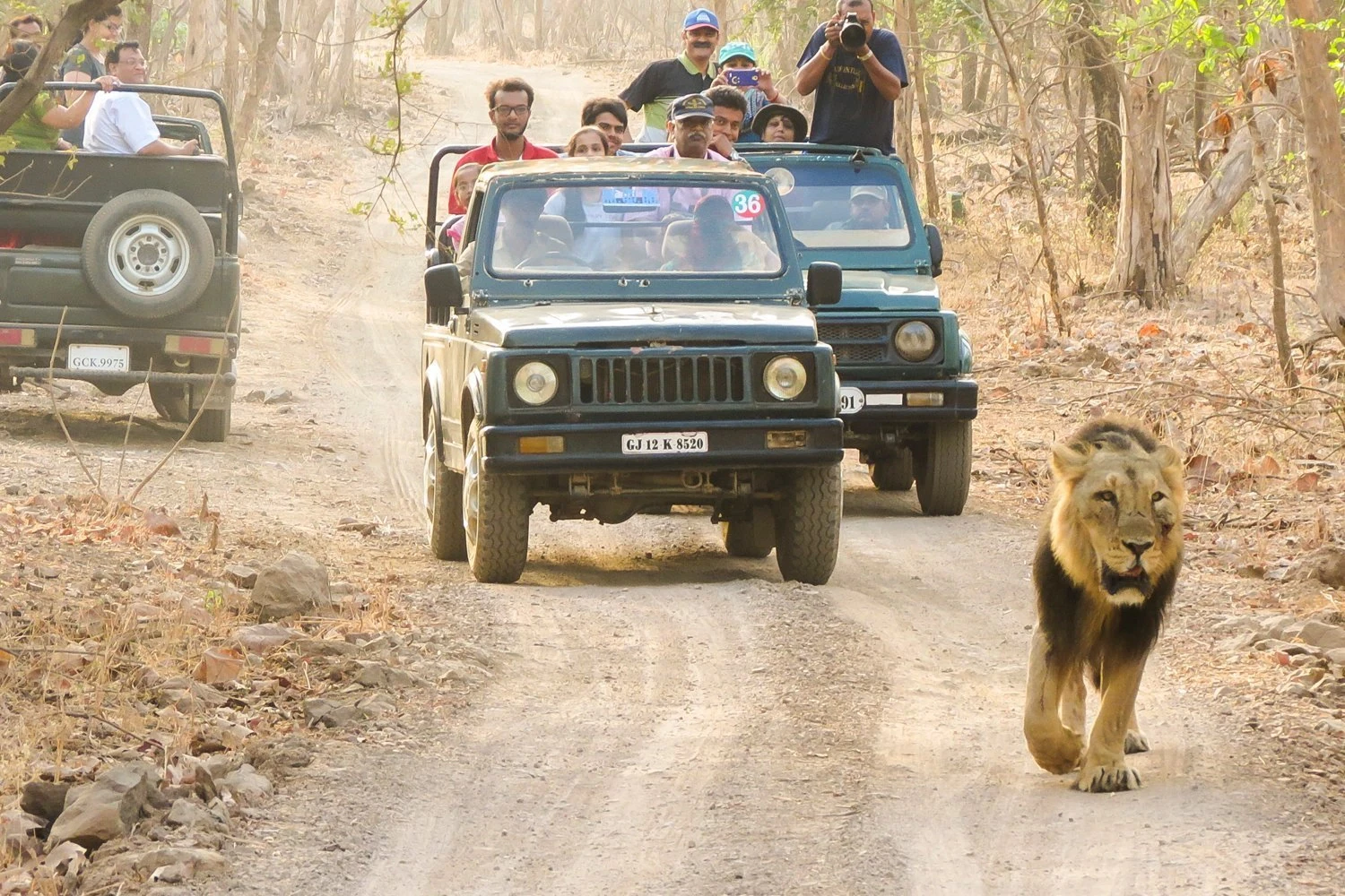 Gir Jungle Trail Safari Booking Gir Jungle Safari