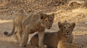 Gir Jungle Safari