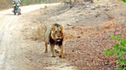 Gir jungle Safari