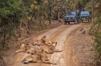 Devaliya Jungle Safari