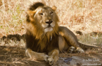 sasan gir safari booking