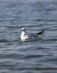 Nalsarovar Bird Sanctury