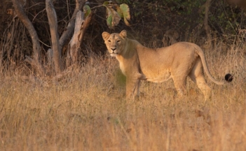 Facts abouts lions