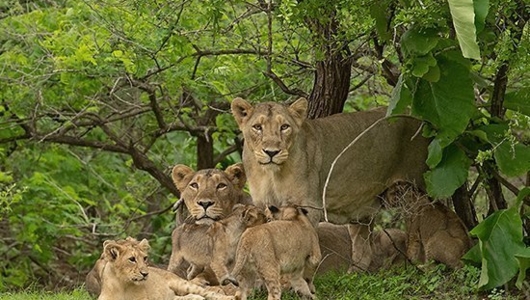 Gir National Park