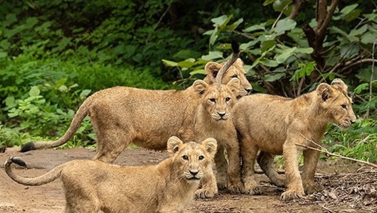 Gir National Park