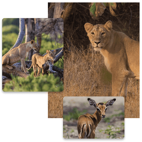 Gir National Park