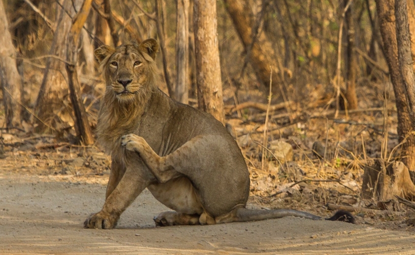 Gir National Park Safari