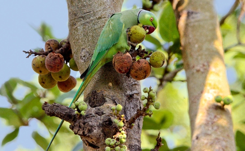 Birds of Gir National Park