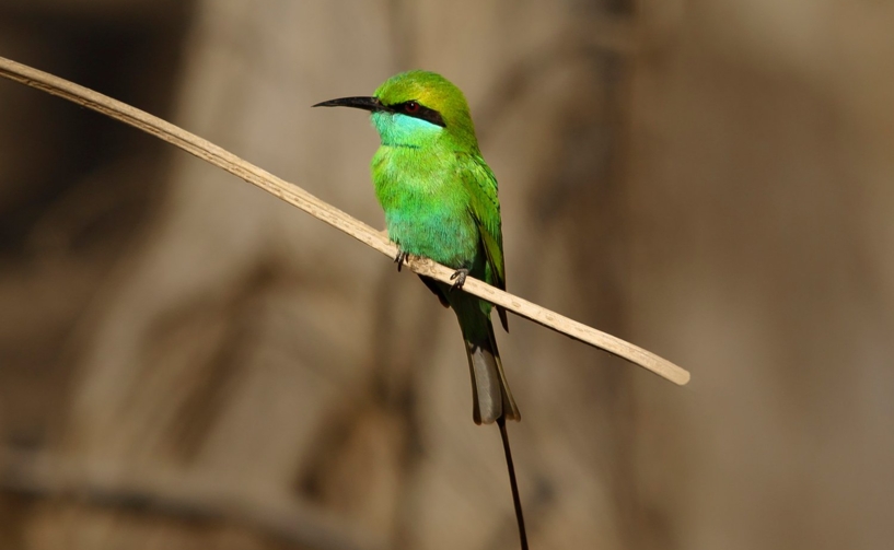 Gir National Park