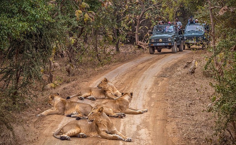 Devaliya Jeep Safari