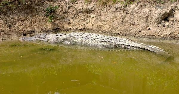 Crocodiles in Gir National Park