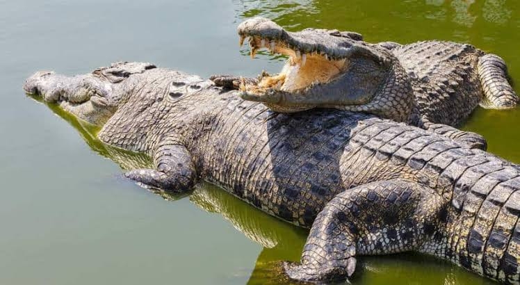 Crocodile In Sasan Gir