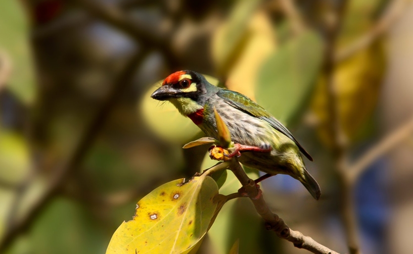 Birds in Gir National Park