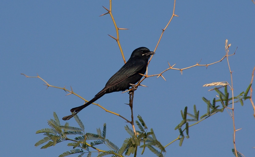 Gir National Park