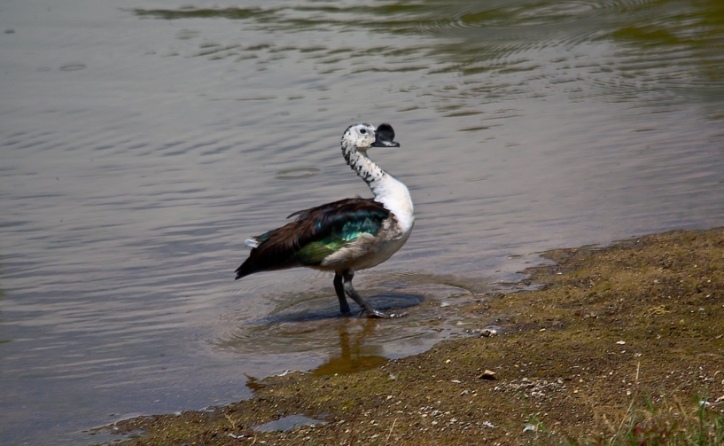 birds in Sasan Gir