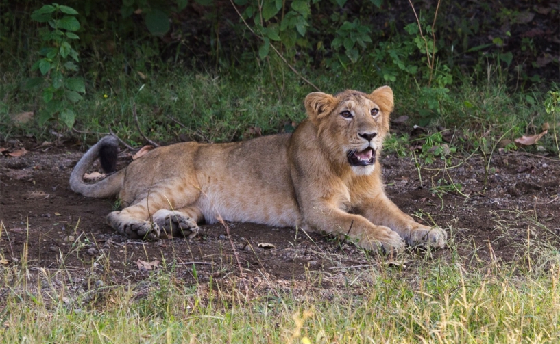 Gir Jungle Safari