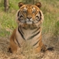 Nature & Wildlife