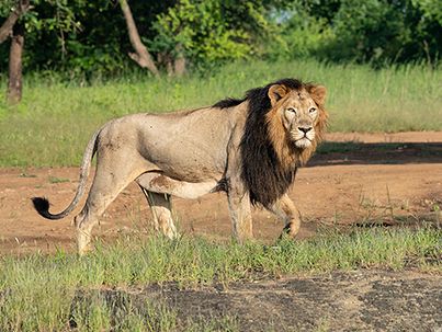 giz-devaliya-safari-pic